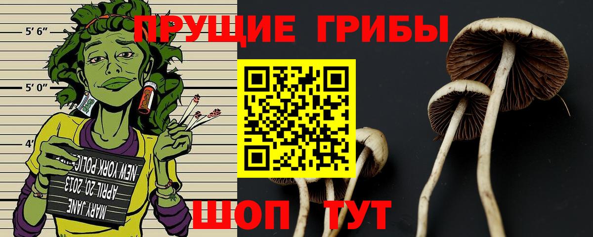 Псилоцибиновые грибы Psilocybe Североуральск